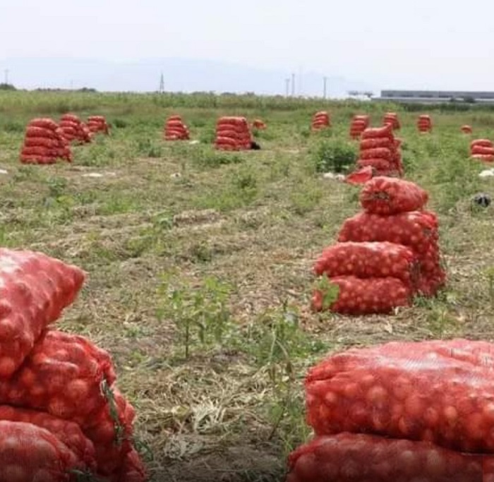 Жамбылдық шаруалар пияздың әр гектарынан 70 тоннадан өнім алуда