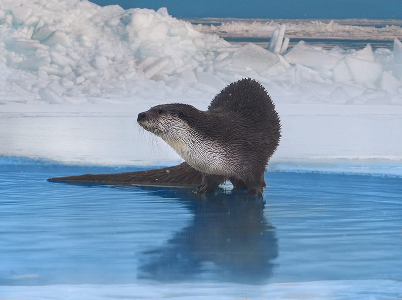 Қазақстанда Қызыл кітапқа енгізілген жануарлар түрлерінің саны азайды